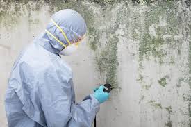 Best Mold Prevention Services  in Perham, MN